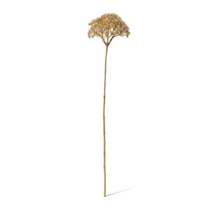 Queen Ann Lace Stem - 16 x 15 x 69cm by null, a Plants for sale on Style Sourcebook