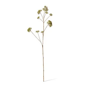Skimmia Spray - 18 x 14 x 104cm by null, a Plants for sale on Style Sourcebook