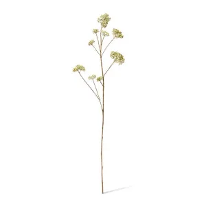 Skimmia Spray - 18 x 14 x 104cm by null, a Plants for sale on Style Sourcebook