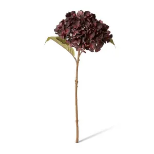 Hydrangea Rapture Stem - 25 x 16 x 47cm by null, a Plants for sale on Style Sourcebook