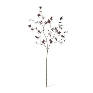 Maple Japanese Stem - 60 x 50 x 140cm by null, a Plants for sale on Style Sourcebook