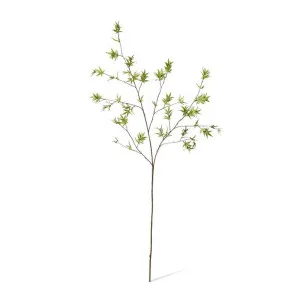 Maple Japanese Stem - 60 x 50 x 140cm by null, a Plants for sale on Style Sourcebook