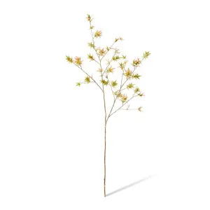 Maple Japanese Stem - 60 x 50 x 140cm by null, a Plants for sale on Style Sourcebook