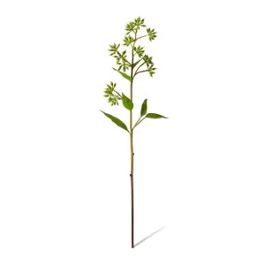 Eucalyptus Jarrah Seed Spray - 24 x 11 x 74cm by null, a Plants for sale on Style Sourcebook