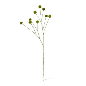 Echinops Ritro Spray - 24 x 18 x 91cm by null, a Plants for sale on Style Sourcebook