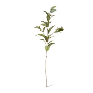 Eucalyptus Seed Spray - 30 x 20 x 112cm by null, a Plants for sale on Style Sourcebook