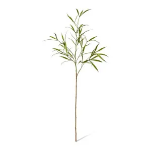 AsparAus Leaf Spray - 32 x 24 x 76cm by null, a Plants for sale on Style Sourcebook