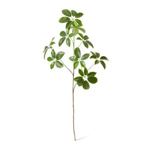 Schefflera Spray - 40 x 32 x 122cm by null, a Plants for sale on Style Sourcebook