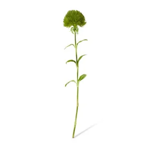 Dianthus Stem - 12 x 9 x 52cm by null, a Plants for sale on Style Sourcebook