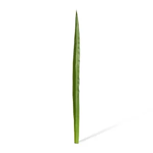 Flax Leaf - 7 x 3 x 117cm by null, a Plants for sale on Style Sourcebook