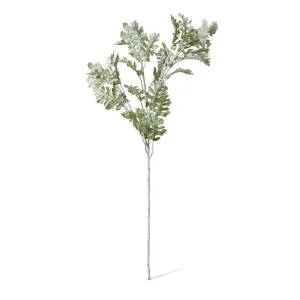 Dusty Miller Spray - 28 x 24 x 81cm by null, a Plants for sale on Style Sourcebook