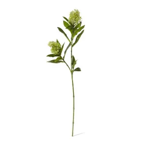 Skimmia Spray - 20 x 14 x 72cm by null, a Plants for sale on Style Sourcebook