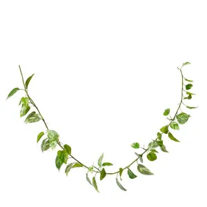 Pothos (Outdoor) Garland - 16 x 8 x 180cm by null, a Plants for sale on Style Sourcebook