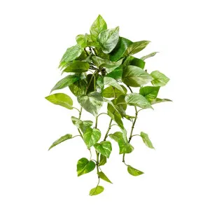 Pothos (Outdoor) Hanging Plant - 36 x 25 x 64cm by null, a Plants for sale on Style Sourcebook