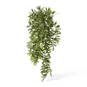 Locust Hanging Bush - 30 x 20 x 80cm by null, a Plants for sale on Style Sourcebook