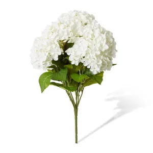 Hydrangea Garden Bush - 42 x 42 x 56cm by null, a Plants for sale on Style Sourcebook