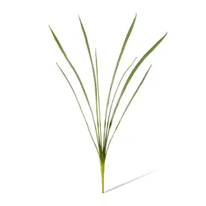 Orchid Cymbidium Foliage - 38 x 4 x 84cm by Elme Living, a Plants for sale on Style Sourcebook