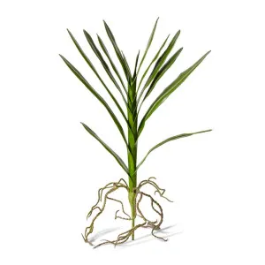 Orchid Vanda Foliage - 48 x 4 x 51cm by Elme Living, a Plants for sale on Style Sourcebook