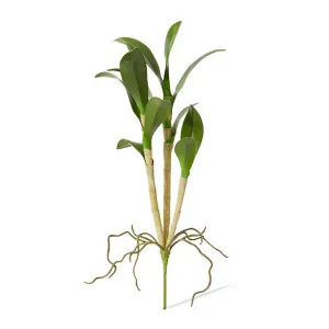 Orchid Dendrobium Foliage - 26 x 11 x 46cm by Elme Living, a Plants for sale on Style Sourcebook