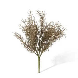 Santolina Bush - 30 x 30 x 40cm by null, a Plants for sale on Style Sourcebook