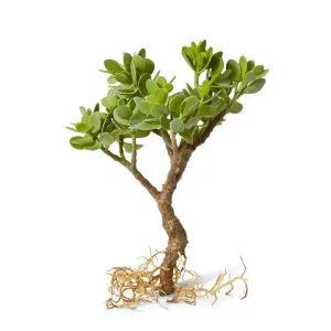 Jade Plant with Roots - 32 x 24 x 40cm by null, a Plants for sale on Style Sourcebook
