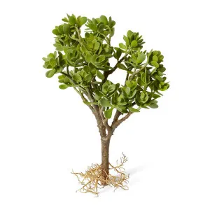 Jade Plant with Roots - 42 x 38 x 58cm by null, a Plants for sale on Style Sourcebook