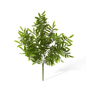 Locust Bush - 30 x 30 x 48cm by null, a Plants for sale on Style Sourcebook