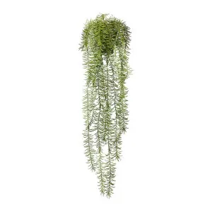 Sawtooth Hanging Fern - 23 x 23 x 86cm by null, a Plants for sale on Style Sourcebook
