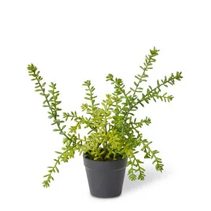 Sedum Plant - 20 x 20 x 25cm by null, a Plants for sale on Style Sourcebook