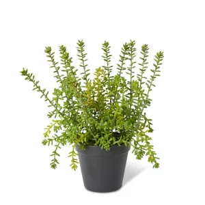 Sedum Plant - 25 x 25 x 32cm by null, a Plants for sale on Style Sourcebook