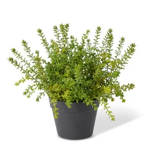 Sedum Plant - 41 x 41 x 39cm by null, a Plants for sale on Style Sourcebook