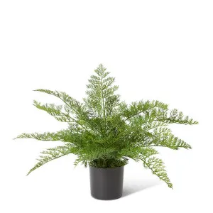 Starter Fern Plant - 60 x 60 x 51cm by null, a Plants for sale on Style Sourcebook