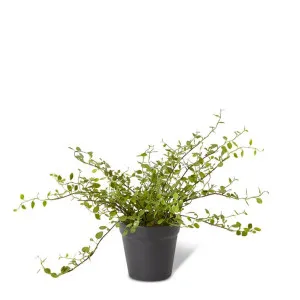Angel Vine Bush - 41 x 41 x 25cm by null, a Plants for sale on Style Sourcebook