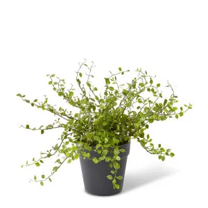 Angel Vine Bush - 46 x 46 x 33cm by null, a Plants for sale on Style Sourcebook