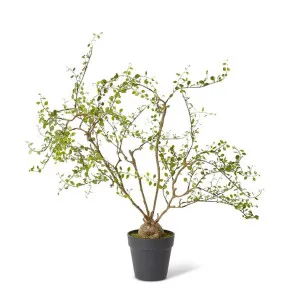 Angel Vine Plant - 41 x 58 x 61cm by null, a Plants for sale on Style Sourcebook