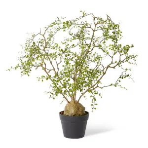 Angel Vine Plant - 48 x 66 x 91cm by null, a Plants for sale on Style Sourcebook