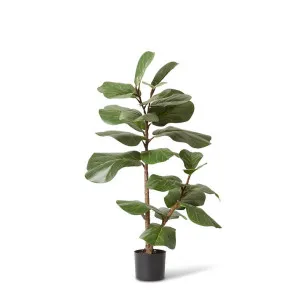 Fiddle Lush Tree - 50 x 50 x 110cm by null, a Plants for sale on Style Sourcebook