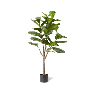 Fiddle Lush Tree - 80 x 60 x 150cm by null, a Plants for sale on Style Sourcebook
