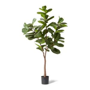 Fiddle Lush Tree - 95 x 95 x 180cm by null, a Plants for sale on Style Sourcebook