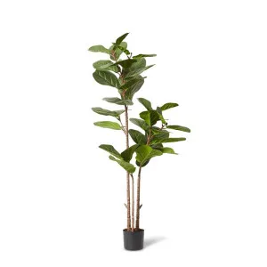 Fiddle Lush Tree - 70 x 70 x 145cm by null, a Plants for sale on Style Sourcebook