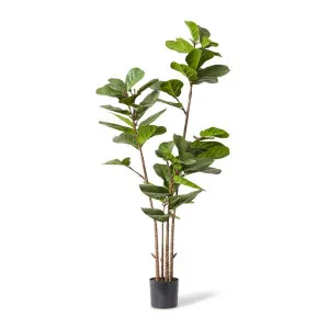 Fiddle Lush Tree - 70 x 70 x 185cm by null, a Plants for sale on Style Sourcebook