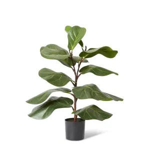 Fiddle Lush Tree - 50 x 40 x 70cm by null, a Plants for sale on Style Sourcebook