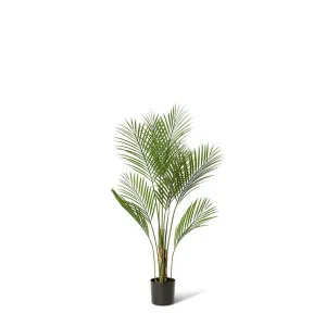 Palm Phoenix (Outdoor) - 60 x 60 x 90cm by null, a Plants for sale on Style Sourcebook