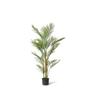 Palm Phoenix (Outdoor) - 90 x 90 x 120cm by null, a Plants for sale on Style Sourcebook
