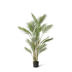 Palm Phoenix (Outdoor) - 92 x 92 x 150cm by null, a Plants for sale on Style Sourcebook