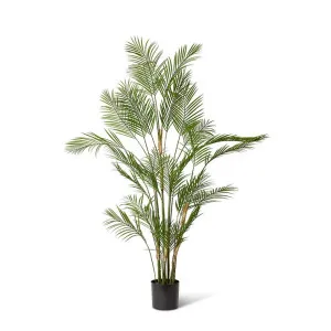 Palm Phoenix (Outdoor) - 125 x 125 x 180cm by null, a Plants for sale on Style Sourcebook