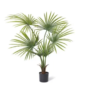 Kwai Palm (Outdoor) - 90 x 90 x 130cm by null, a Plants for sale on Style Sourcebook