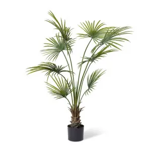 Kwai Palm (Outdoor) - 120 x 120 x 180cm by null, a Plants for sale on Style Sourcebook