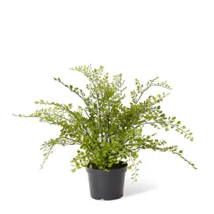 Maiden Hair Fern - 20 x 20 x 48cm by null, a Plants for sale on Style Sourcebook