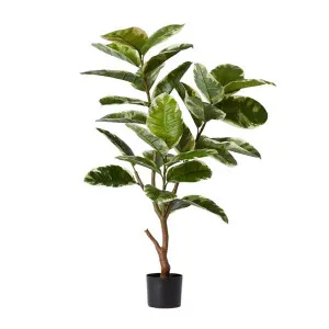 Rubber Plant Grand Potted - 70cm x 70cm x 120cm by null, a Plants for sale on Style Sourcebook